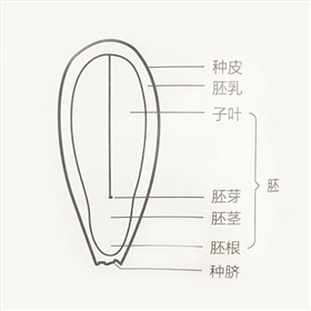 黑芝麻结构图