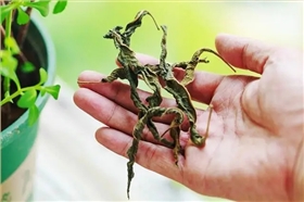 芝麻叶茶