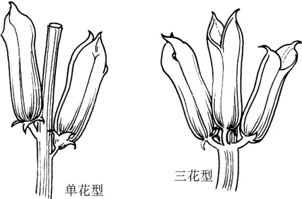 芝麻壳